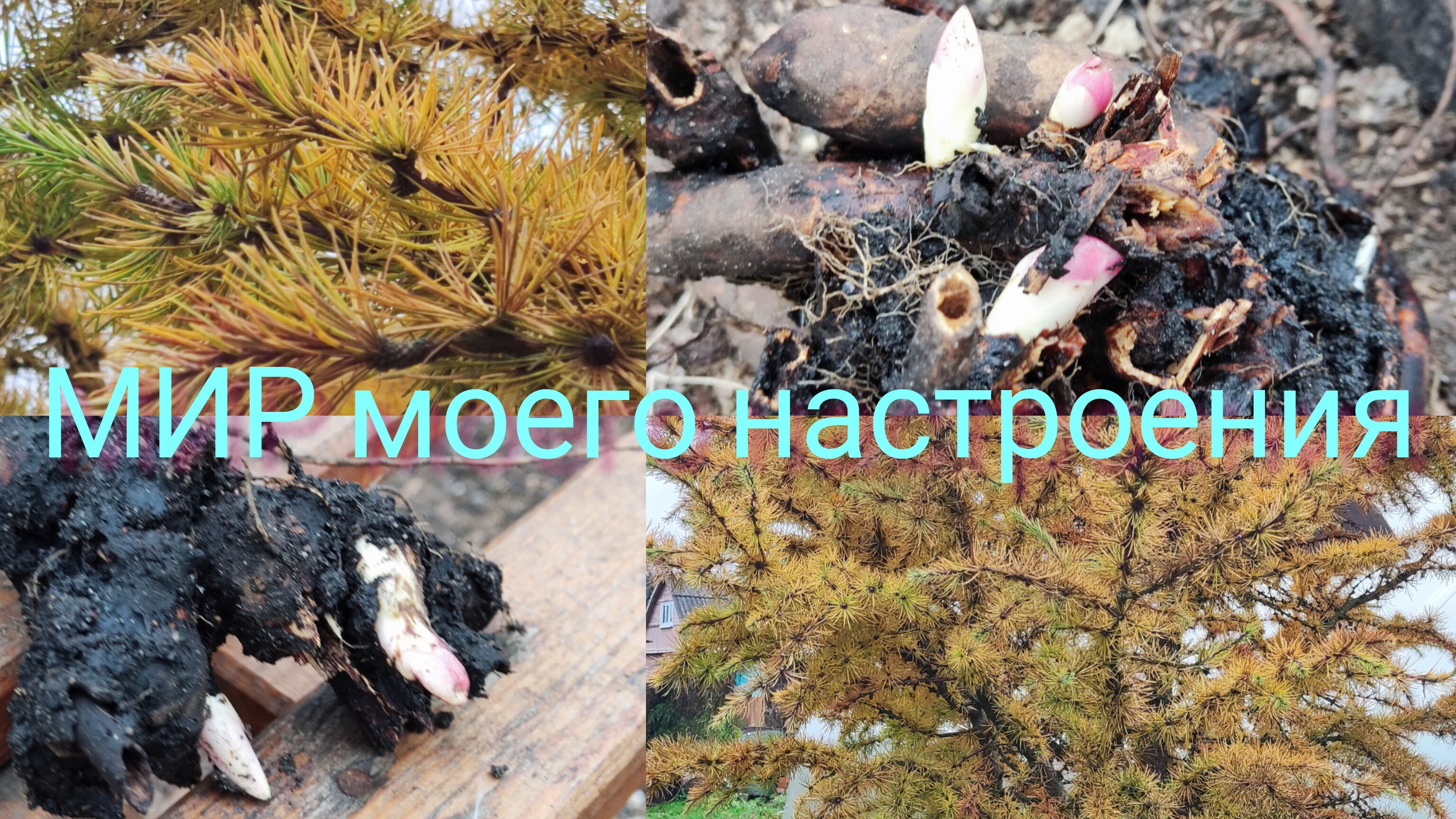 26.10.25 Дача.Посадила пионы.Любуюсь лиственницей. смотреть онлайн