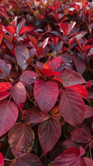 ПОЧЕМУ ОСЕНЬЮ КРАСНЕЮТ ЛИСТЬЯ?