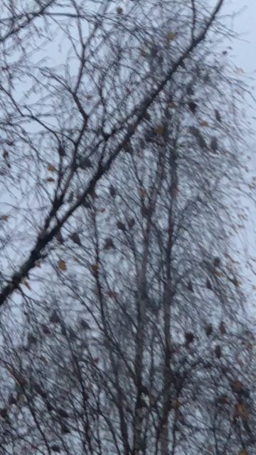 Свиристели смотреть онлайн