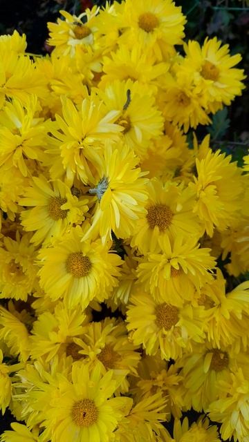 Хризантема корейская Гелиос. смотреть онлайн