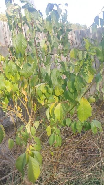 В Бурятии ну страусиной ферме выходили маленькую косулю