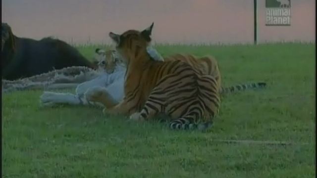 Старый год-год тигра смотреть онлайн