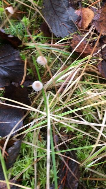 Каких грибов только нету... смотреть онлайн