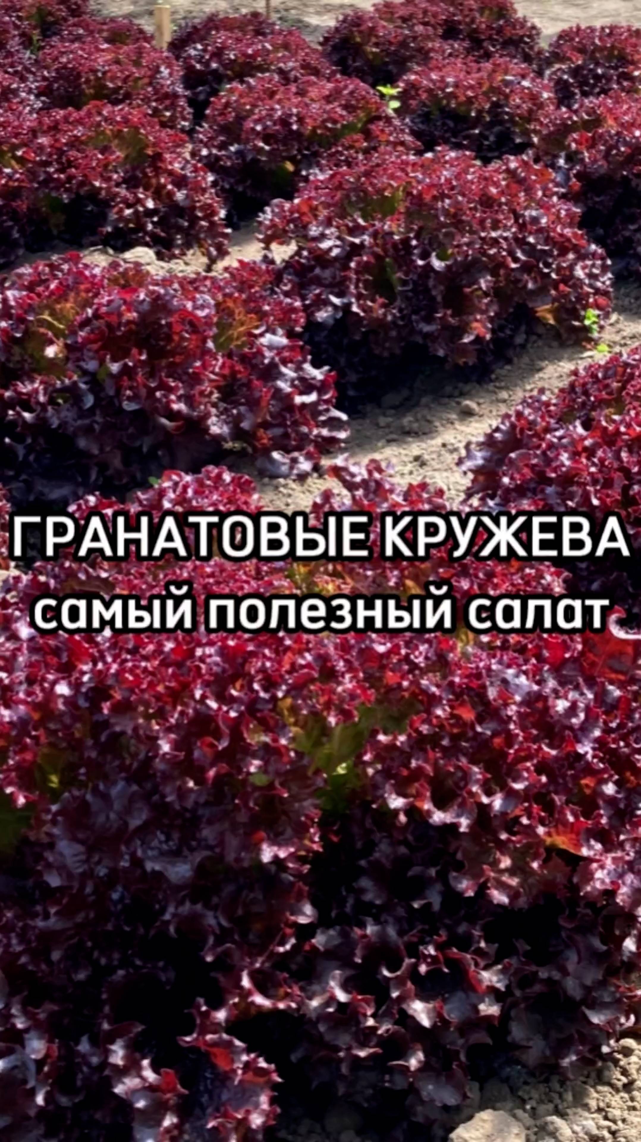 Самый ПОЛЕЗНЫЙ листовой салат!