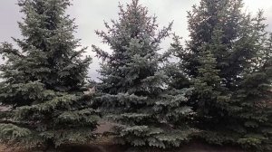 Из диких в ухоженные ели.