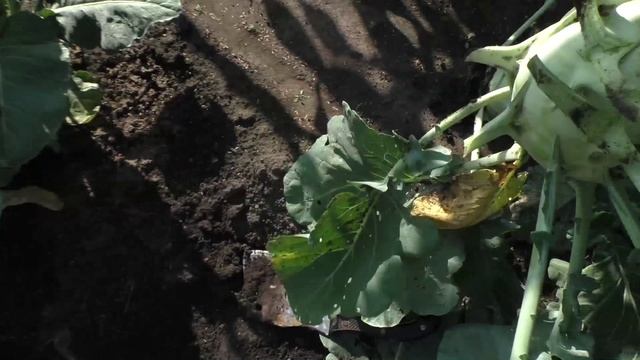 Капуста кольраби ГИГАНТ