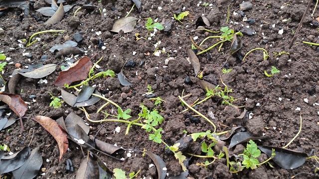 Дела садовые 28 октября 2025 г смотреть онлайн