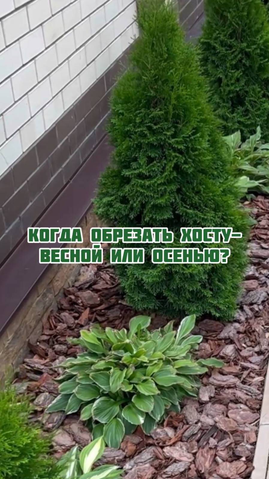 Когда обрезать хосту- весной или осенью ? смотреть онлайн