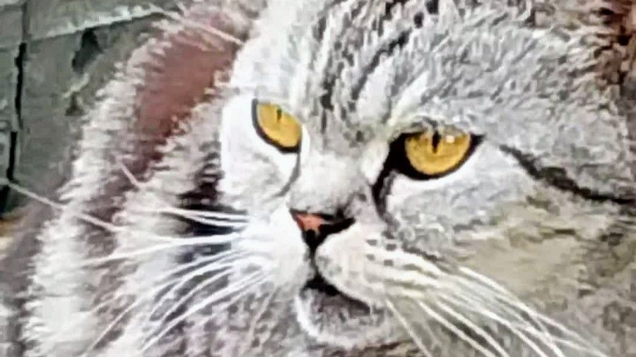 Скрытая камера! Не тронь чужого! Зачем мама учит детей воровству? #кража смотреть онлайн