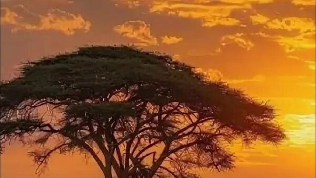 Мужчины-туареги