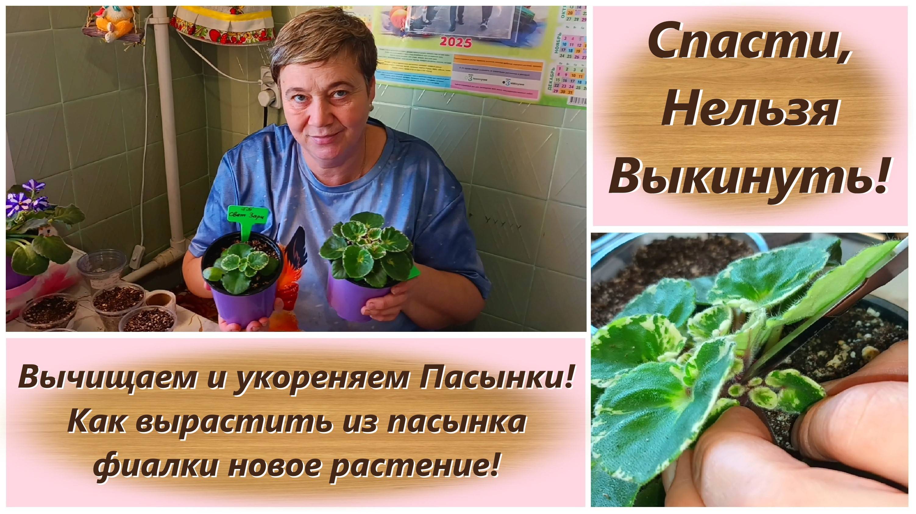 Спасти, Нельзя Выкинуть! Вычищаем и укореняем Пасынки! Как вырастить из пасынка фиалку!