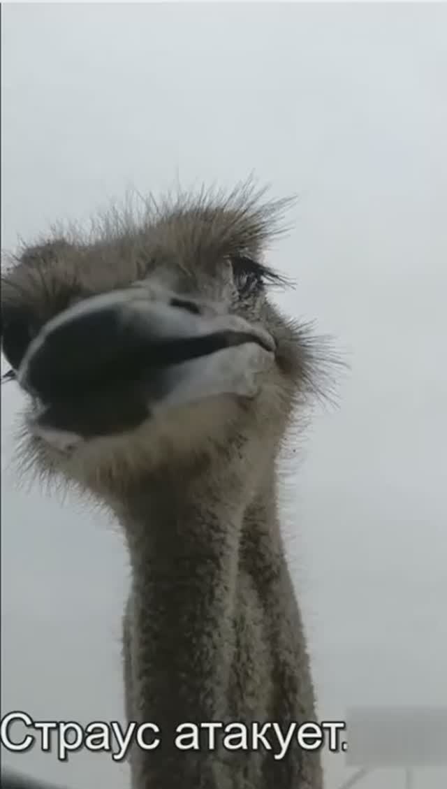 Страус атакует