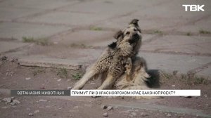 Закон об эвтаназии бездомных животных обсуждают после гибели мальчика в Березовском районе