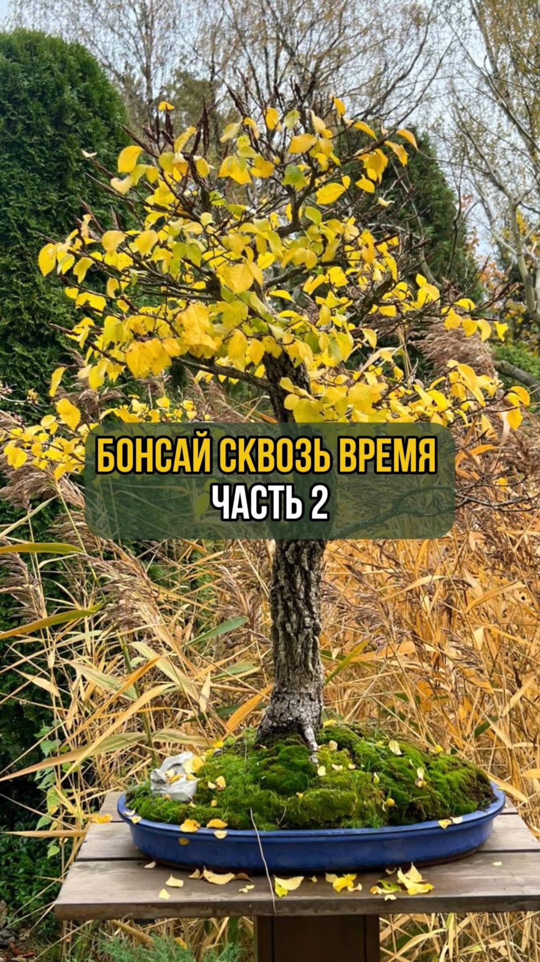 Бонсай сквозь время. Часть 2 смотреть онлайн