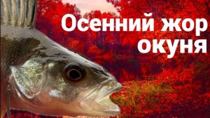 Ловля окуня на микроджиг. Рыбалка спиннинг поздней осенью