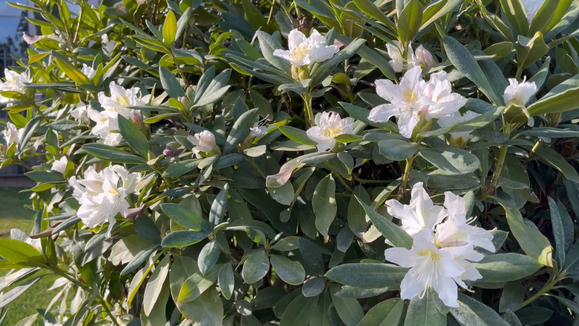 Октябрь 2025 в парке Галицкого зацвел рододендрон смотреть онлайн