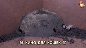 Видео для кошек про крысок развлекать питомцев 🐭🐀😂 (358)