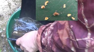 Золото каменной реки!#3