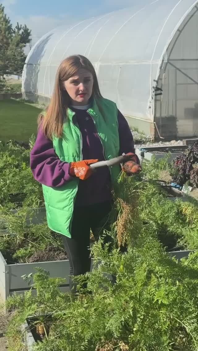 ВЫКАПЫВАЙТЕ МОРКОВЬ ВОВРЕМЯ смотреть онлайн