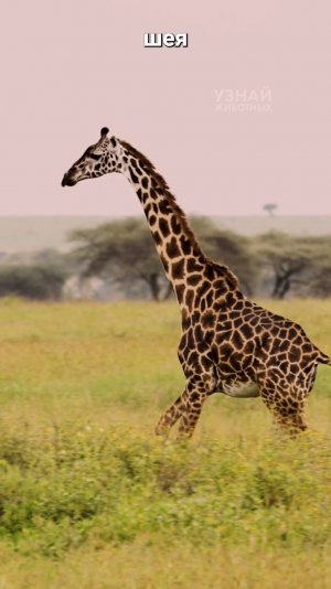 Откуда вообще взялись жирафы?