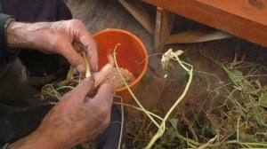 Шелушим фасоль и котик серый играет