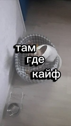 Мини клип с Джеком *Там где кайф*