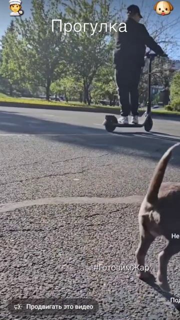 Прогулка. 🐶 #прогулка #рек #рекомендации #яппи #чихуахуа смотреть онлайн