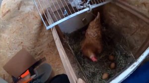 а4 24 часа в домике на дереве