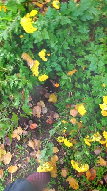 Список слов в которых дети допускают ошибки 5 - 7 лет. смотреть онлайн