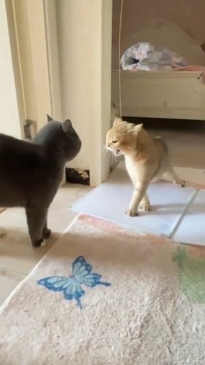 Засмеялся - подписался #юмор #смешноевидео #приколы #мемы #смехдослез #ржач #лол #комедия