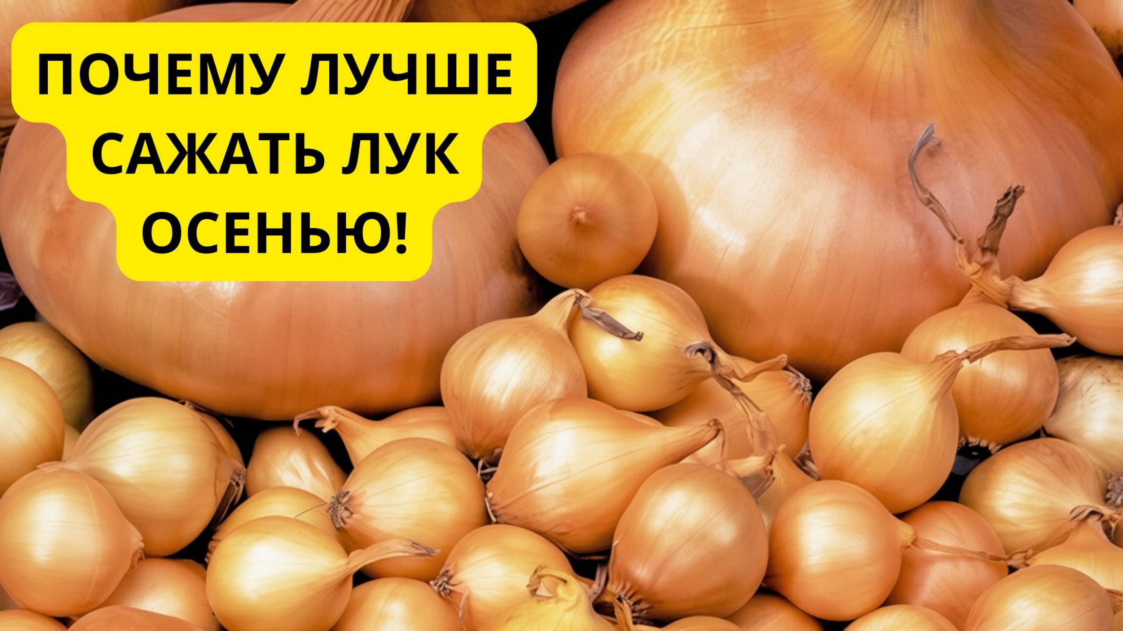 Осенняя посадка лука. Почему все ошибаются со сроками посадки. смотреть онлайн