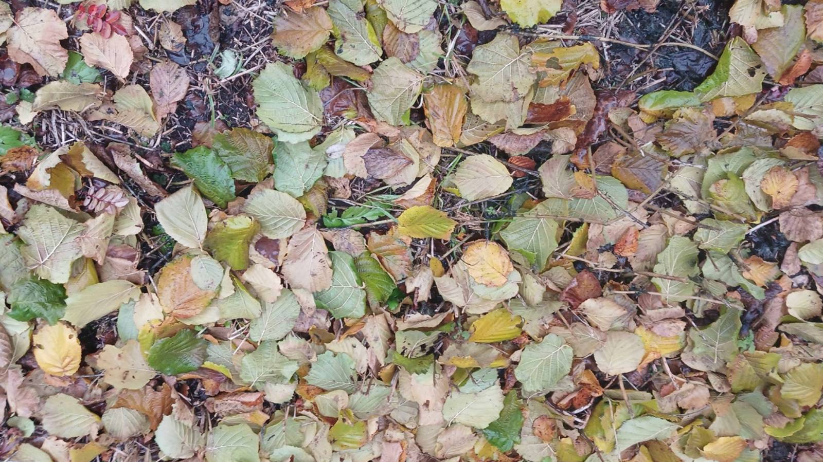 ОСЕННИЕ УБИЙЦЫ КУР! ОСТОРОЖНО! 28.10.2025 ГОД. смотреть онлайн