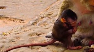 Макака детёнышу : - Твой доступ к еде не первый в очереди... 000039519.mp4