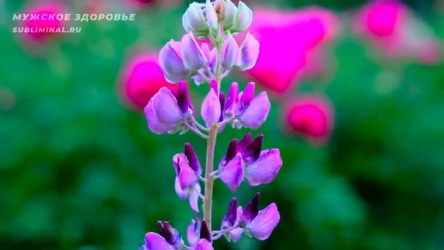 МУЖСКОЕ ЗДОРОВЬЕ*Скрытые Аффирмации для Мужчин*Саблиминал смотреть онлайн