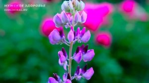 МУЖСКОЕ ЗДОРОВЬЕ*Скрытые Аффирмации для Мужчин*Саблиминал