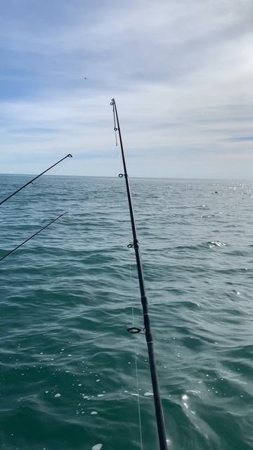 Дельфины кормятся. смотреть онлайн