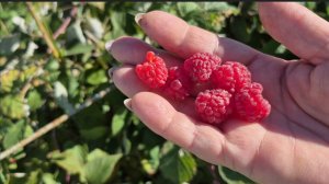 ДАЖЕ ЛЕТОМ ТАКОЙ МАЛИНЫ НЕ БЫЛО..ХОЗЯЙСКИЕ БУДНИ