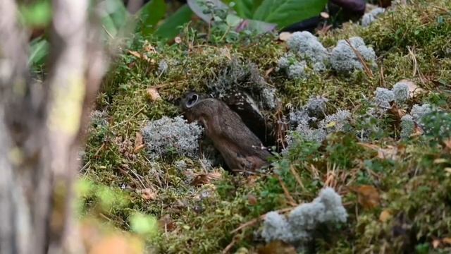 Главного лесного сенокосца застали за набиванием щёк на юге края смотреть онлайн