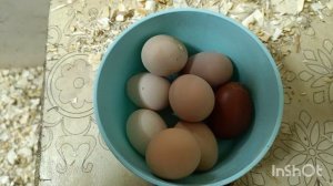 28-10-2025. В сарае как ЛЕТОМ. ЖАРА!🤗