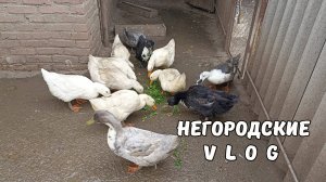 УТКИ ждут петрушку, НУТРЯТА - молодую травку. 24.10.25