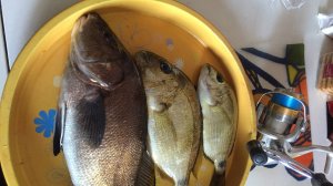 Rock Fishing осенью, Чёрное море, Джубга. Спиннингом с берега на блесну