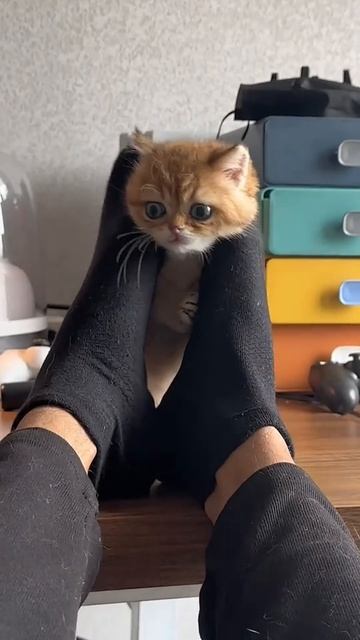 Всем привет смотреть онлайн