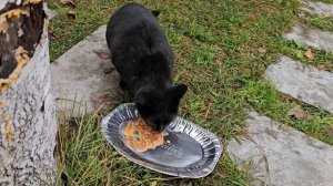 🔥Уголек, Бычковский и сороки - все слишком деловые! у сорок синие перья!😍