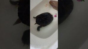 Бронированный крокодил по кличке Рыло боится цветка клевера