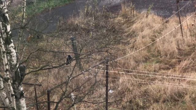 Кот соседский Сёма и три вороны... смотреть онлайн