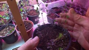 Выращивание клюквы в домашних условиях