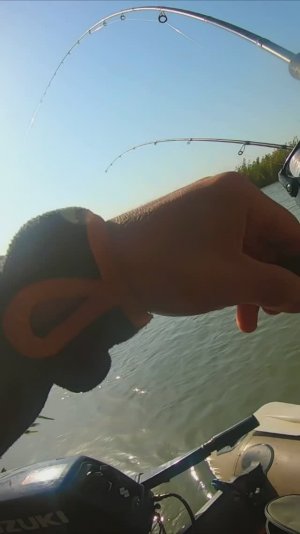 УВИДЕЛ САЗАНОВ В ЭХОЛОТЕ И ПОЙМАЛ НА МАКУХУ/ДЕЛЬА ВОЛГИ- АСТРАХАНЬ/ОСЕНЬ 2025/ ЛОВЛЯ САЗАНА НА ФИДЕР