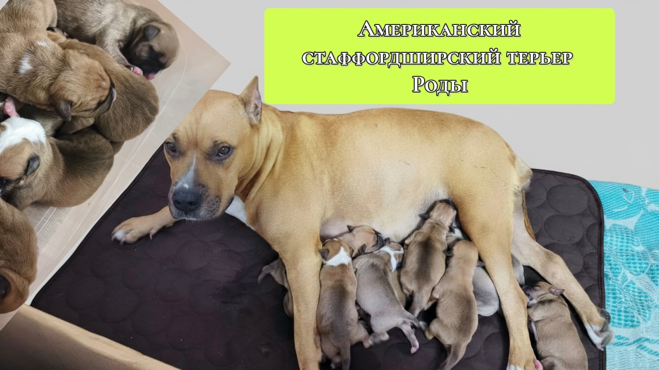 Роды Стаффорда.Предвестники родов собак .Беременность Стаффорда смотреть онлайн