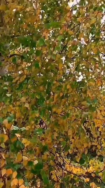 Там, где снимался фильм " По щучьему велению " (Тобольск) смотреть онлайн