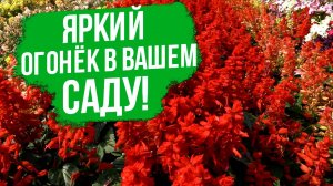 Очень красивый цветок для бордюров и цветников!